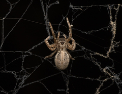 Stegodyphus sarasinorum