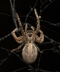 Stegodyphus sarasinorum