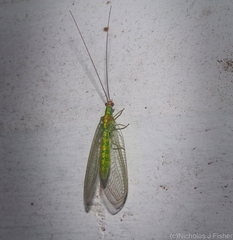 Plesiochrysa atalotis