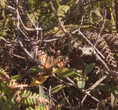 Vanessa virginiensis