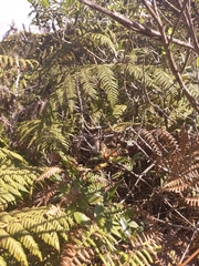 Vanessa virginiensis