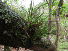 Scaphyglottis fasciculata