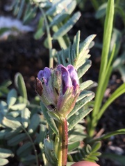Astragalus bibullatus