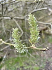 Salix