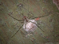 Tamopsis tweedensis