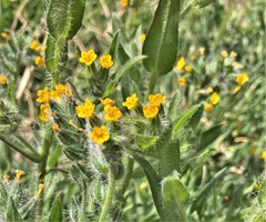 Amsinckia lycopsoides