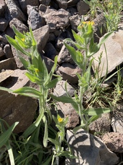 Amsinckia lycopsoides