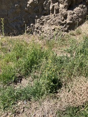 Amsinckia lycopsoides