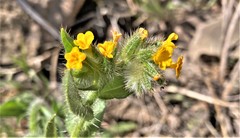 Amsinckia lycopsoides