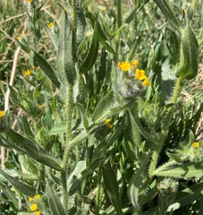 Amsinckia lycopsoides