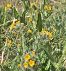 Amsinckia lycopsoides