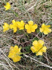 Ranunculus montanus