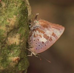 Arhopala madytus