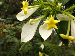 Pseudomussaenda flava