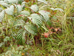 Rubus fraxinifolius