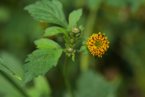 Bidens pilosa