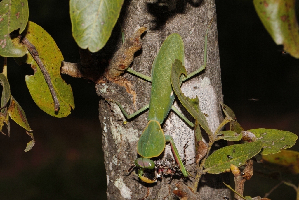 Rhomboderella scutata from Mukuvisi Woodlands, Harare, Zimbabwe on
