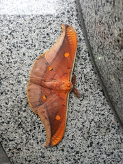 Antheraea formosana