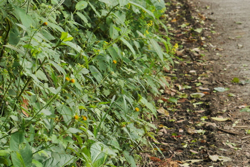 Bidens pilosa