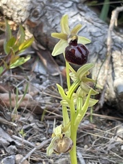 Ophrys sphegodes passionis