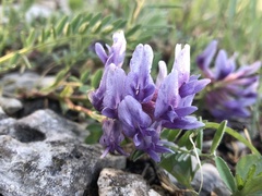 Astragalus bibullatus