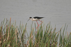 Himantopus himantopus