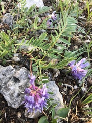 Astragalus bibullatus