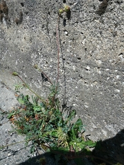Sanguisorba verrucosa