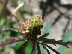 Sanguisorba verrucosa