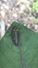 Pseudocistela marginata