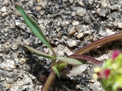 Sanguisorba verrucosa