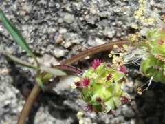 Sanguisorba verrucosa