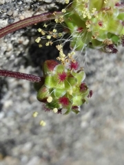 Sanguisorba verrucosa