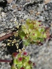Sanguisorba verrucosa