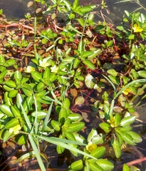 Ludwigia peploides