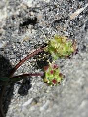 Sanguisorba verrucosa