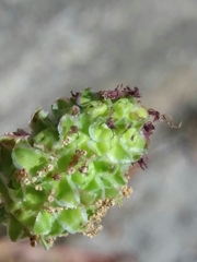 Sanguisorba verrucosa