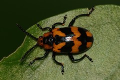 Phyllocharis undulata