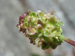 Sanguisorba verrucosa