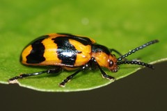 Phyllocharis undulata