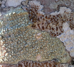 Pertusaria macounii