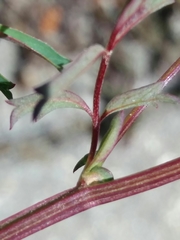 Sanguisorba verrucosa