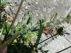 Sanguisorba verrucosa