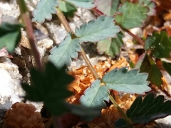 Sanguisorba verrucosa
