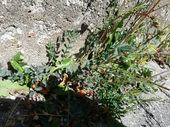 Sanguisorba verrucosa