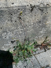Sanguisorba verrucosa