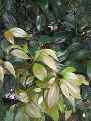 Cryptocarya triplinervis