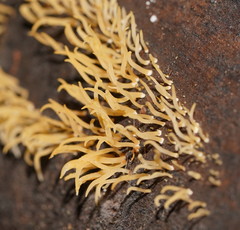 Calocera sinensis