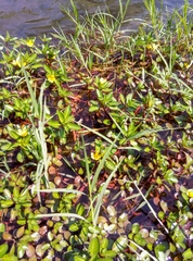 Ludwigia peploides