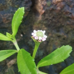 Phyla nodiflora